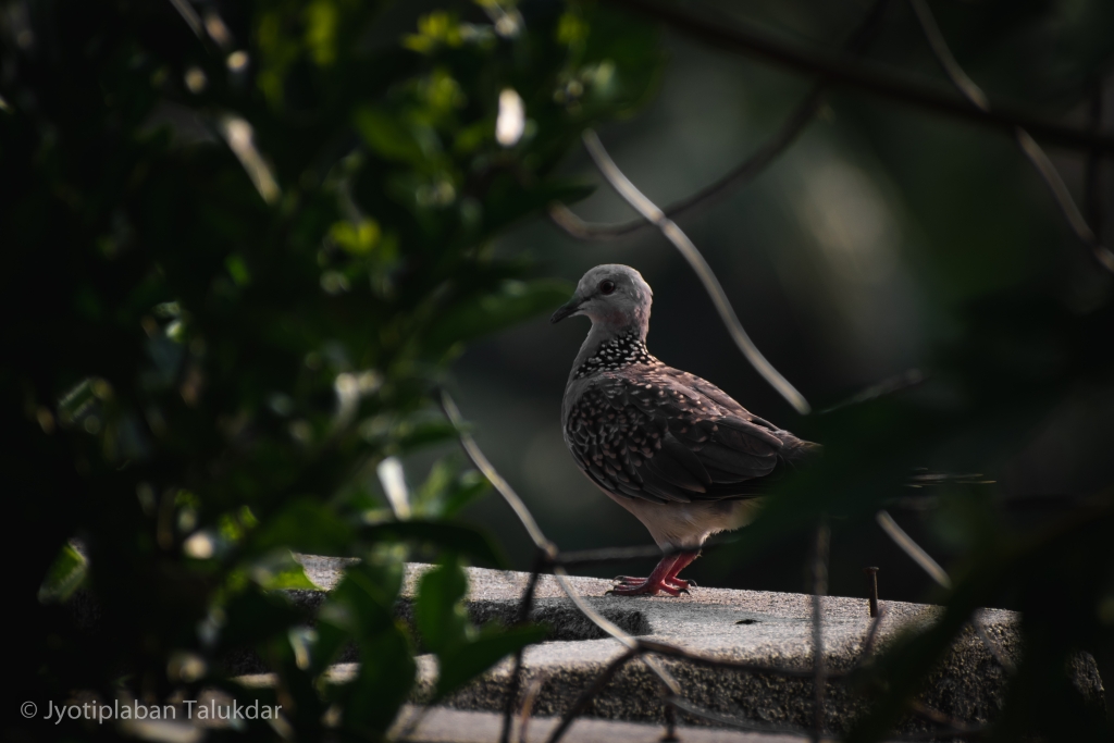 Spotted Dove